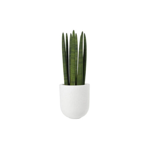 Cylindrical snake plant (Demo)