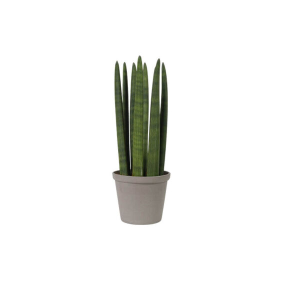 Cylindrical snake plant (Demo)