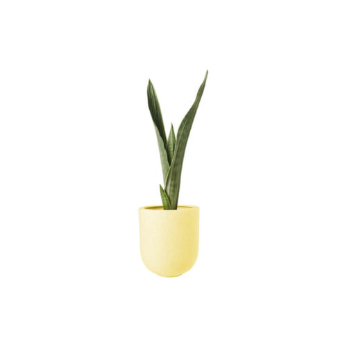 Snake Green Plant (Demo)