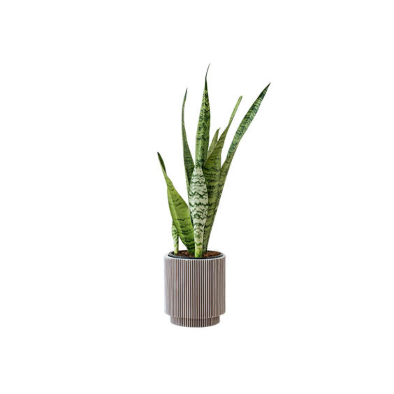 Snake Green Plant (Demo)