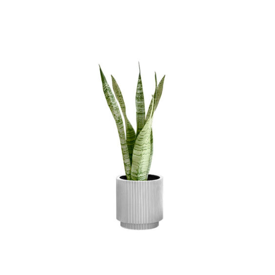 Snake Green Plant (Demo)