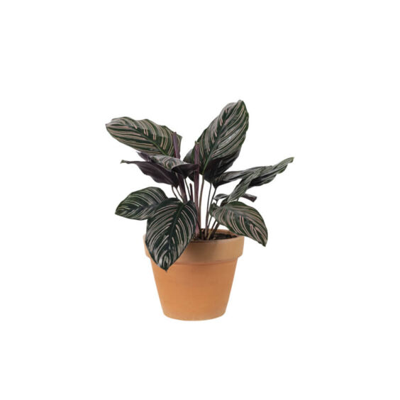 Calathea Sanderiana (Demo)