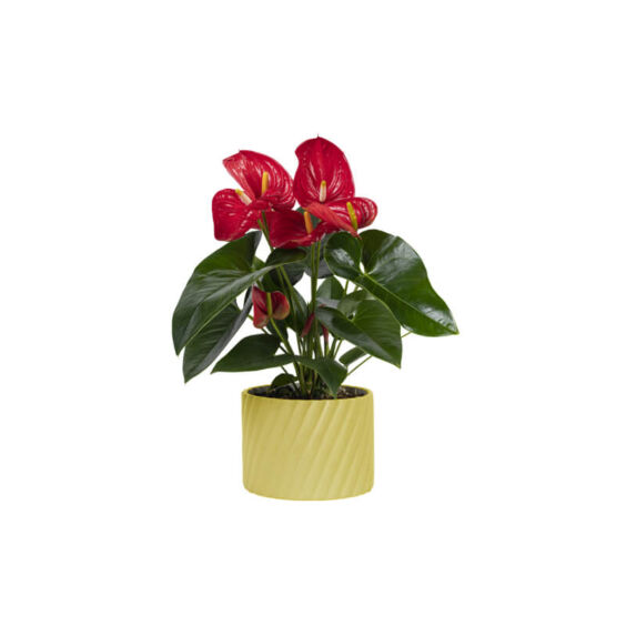 Anthurium Red (Demo)