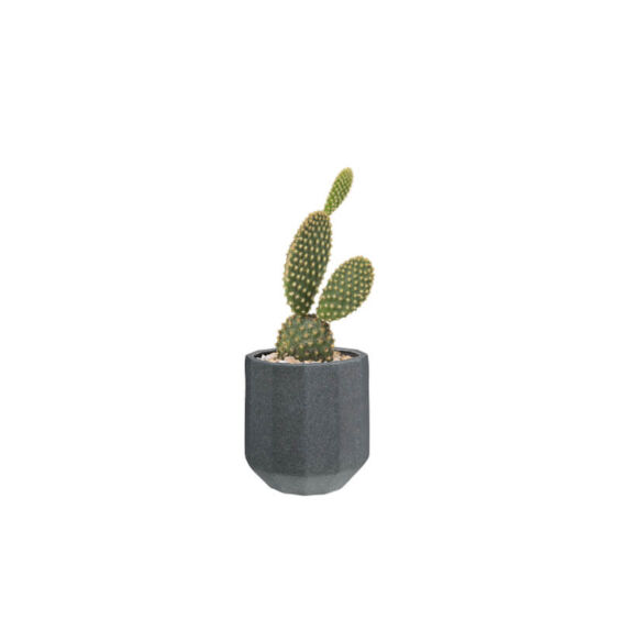 Cactus Prickly Pear (Demo)