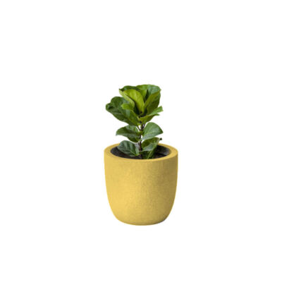 Ficus Fiddle-leaf (Demo)