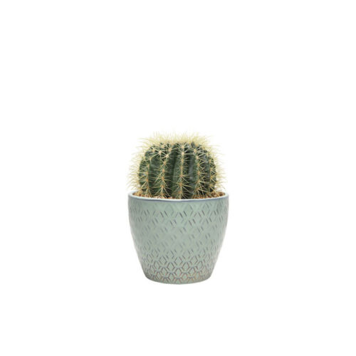 Echinocactus small (Demo)